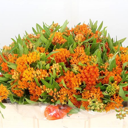 Asclepias Tuberosa