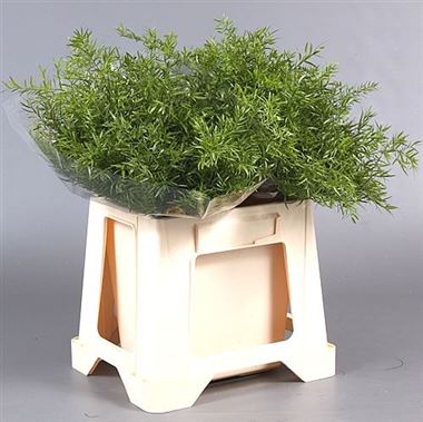Asparagus Cwebe