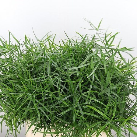 Asparagus Falcatus