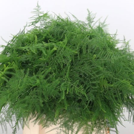 Asparagus Fern