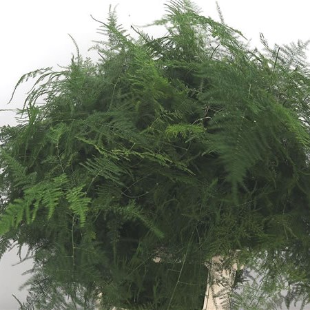 Asparagus Fern