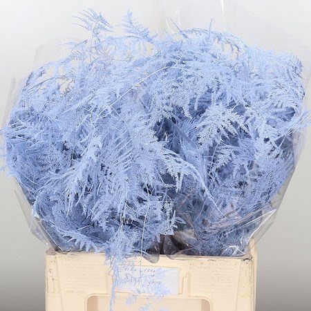 Asparagus Fern Dyed Baby Blue