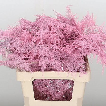 Asparagus Fern Dyed Baby Pink