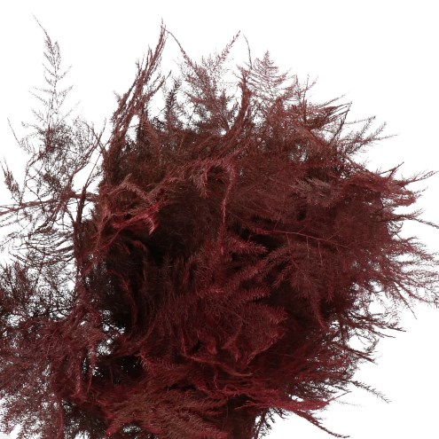 Asparagus Fern Dyed Bordeaux