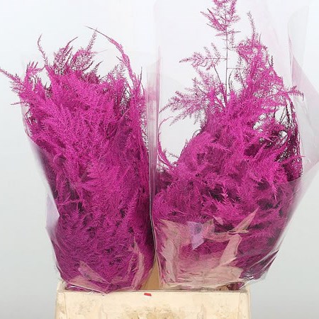 Asparagus Fern Dyed Cerise