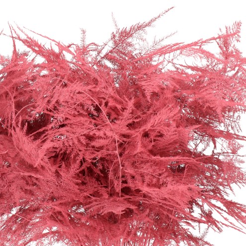 Asparagus Fern Dyed Coral