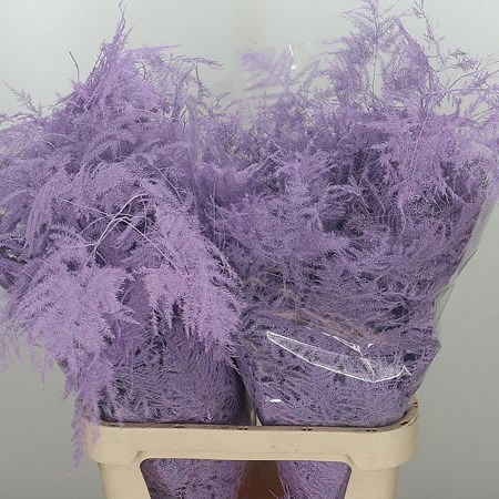 Asparagus Fern Dyed Lilac