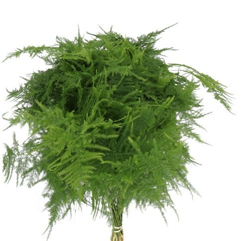 Asparagus Fern Medium