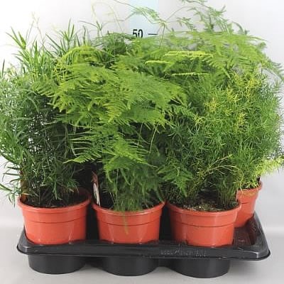 Asparagus Fern Mix