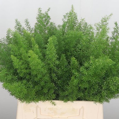 Asparagus Meyers
