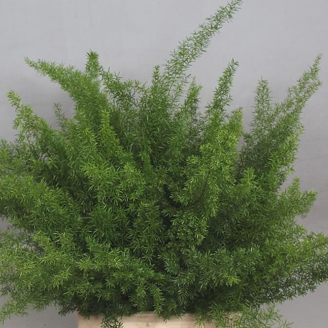 Asparagus Meyers