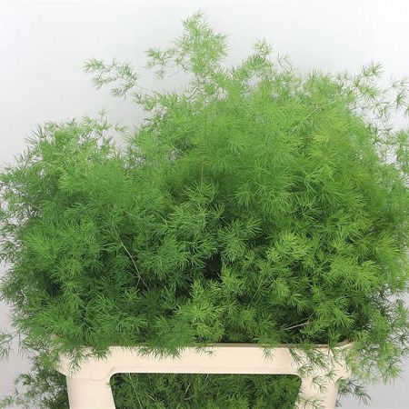 Asparagus Ming Fern EX (Umbellatus)