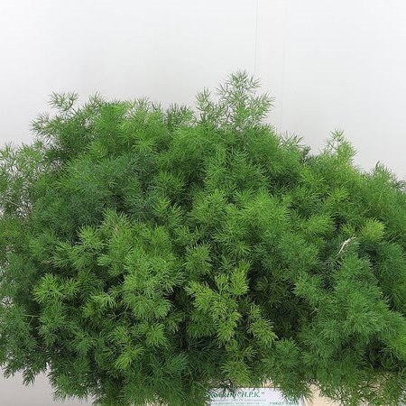 Asparagus Ming Fern (Umbellatus)