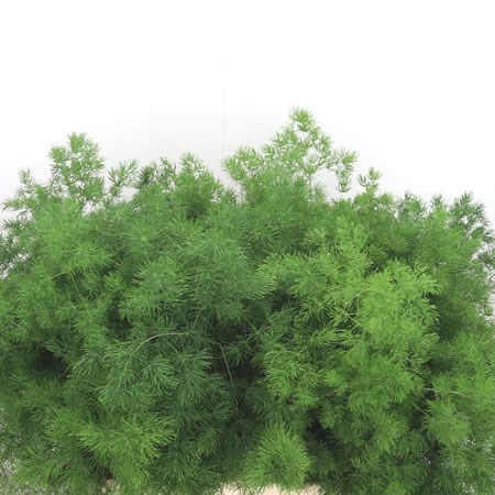 Asparagus Ming Fern (Umbellatus)