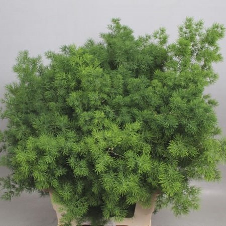 Asparagus Ming Fern (Umbellatus)