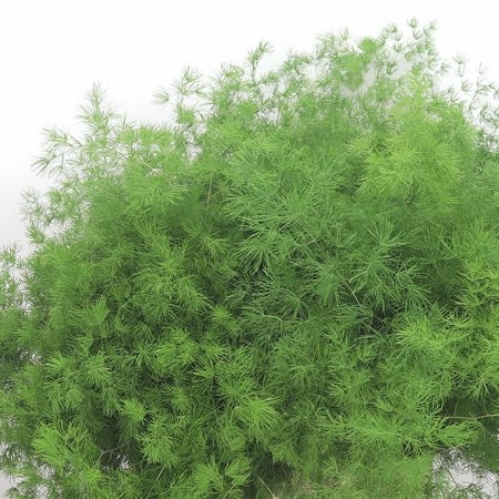 Asparagus Ming Fern (Umbellatus)