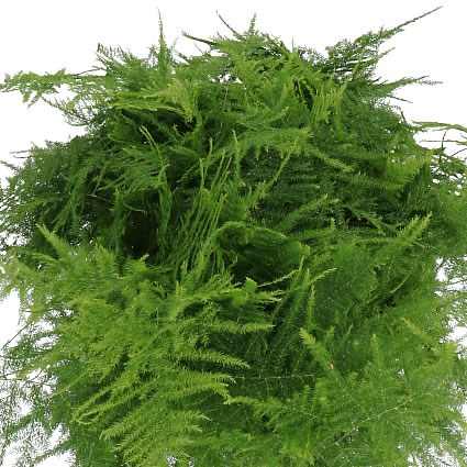 Asparagus Plumosus ex long feathers