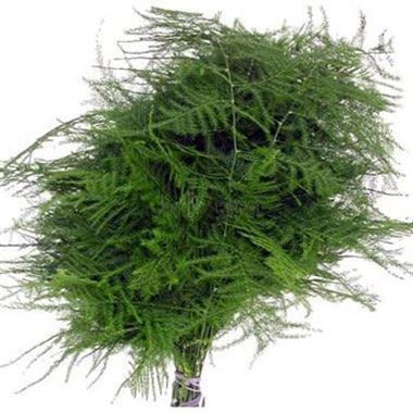 Asparagus Plumosus (short)