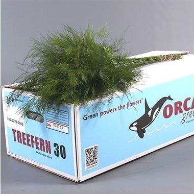 Asparagus Treefern (Approx. 75-100 stems)
