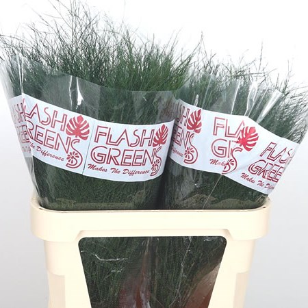 Asparagus Treefern