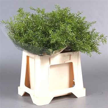 Asparagus Cwebe