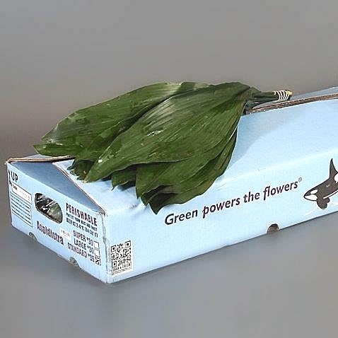 Aspidistra Leaves (Orca)