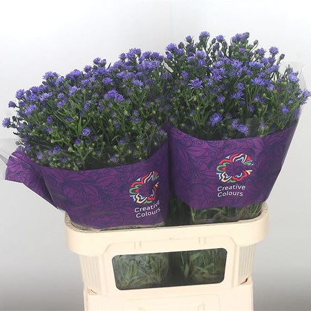 Aster Astee Dark Lilac