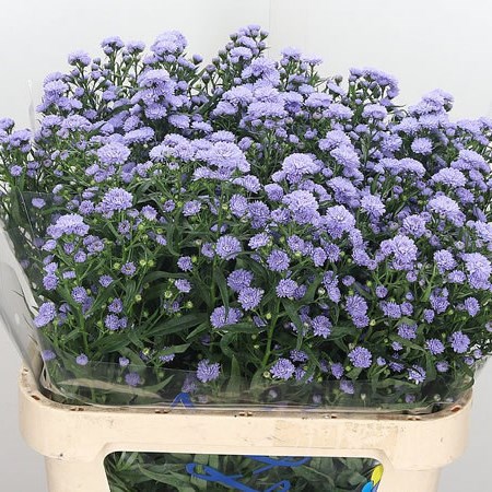 Aster Astee Lilac