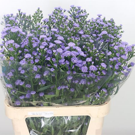 Aster Astee Lilac