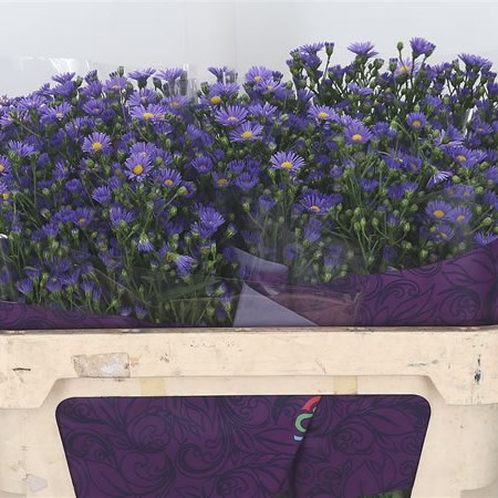Aster Casamare