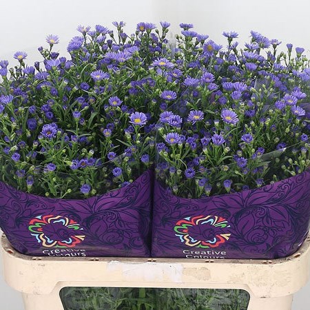 Aster Casamare