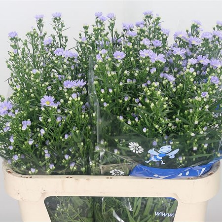 Aster Cassandra