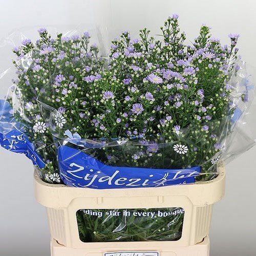 Aster Cassandra