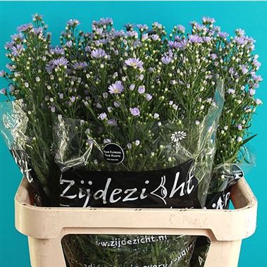 Aster Cassandra