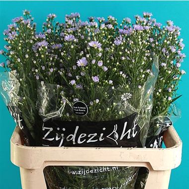Aster Cassandra