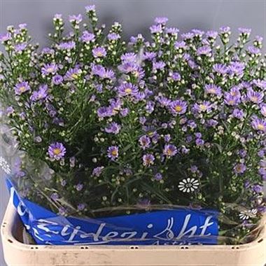 Aster Cassandra