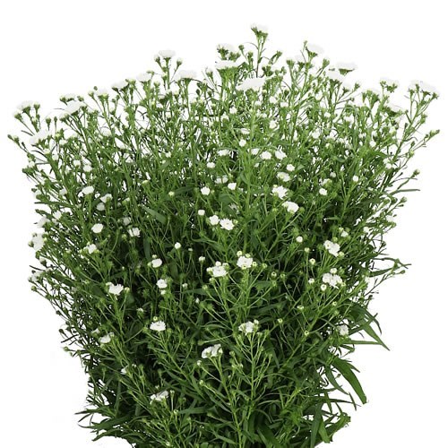Aster Cassy