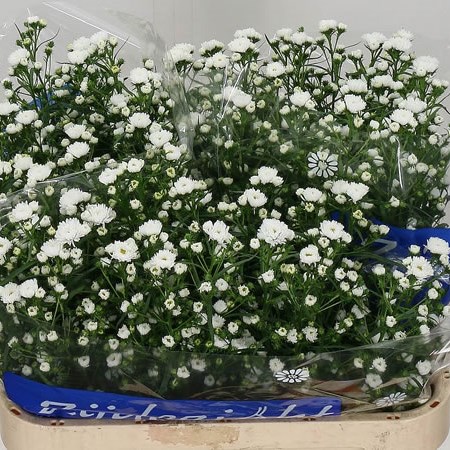 Aster Cassy