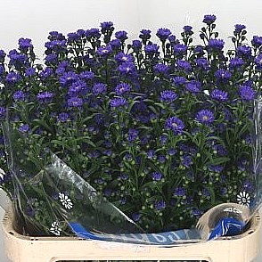 Aster Chanel Purple
