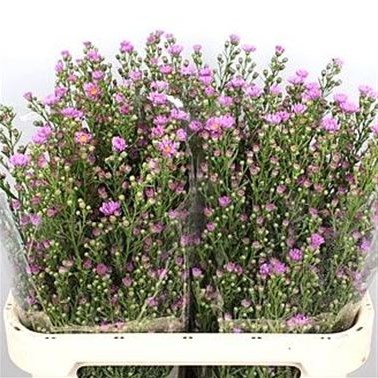 Aster Cirina Dark