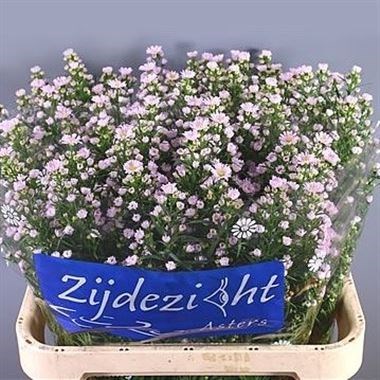 Aster Claudia