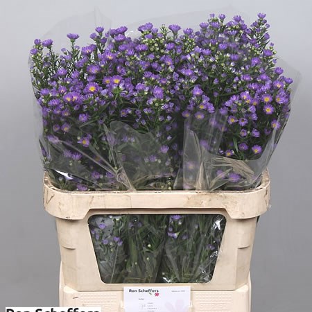 Aster Laura