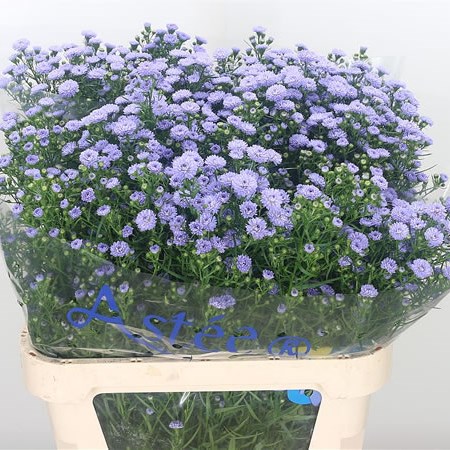 Aster Mini Baby Blue