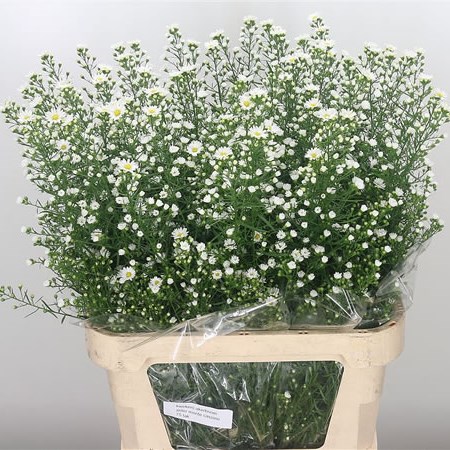 monte cassino aster stem