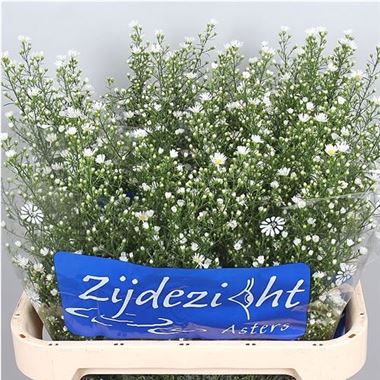 Aster Monte Cassino