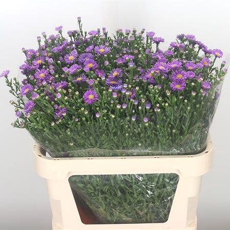 Aster Noya