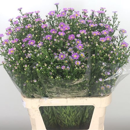 Aster Noya