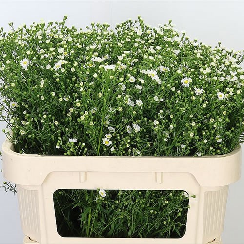 Aster Paquita
