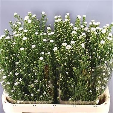 Aster Paquita