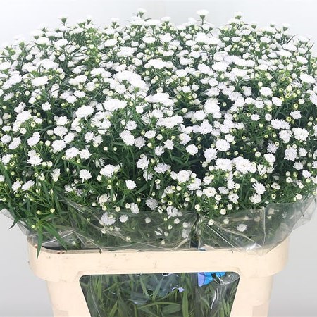 Aster Pretty Wendy